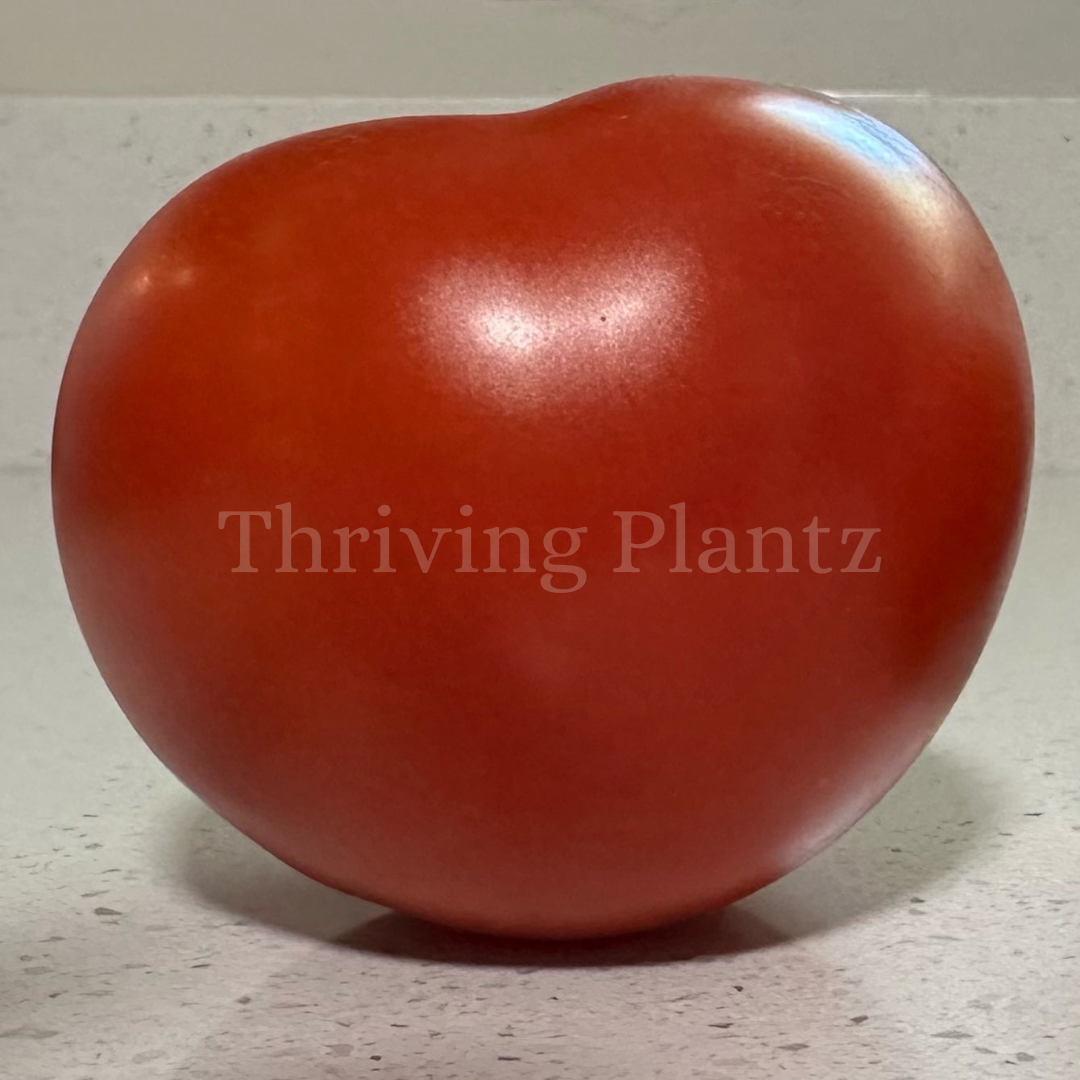 Better Bush Tomato (F1)