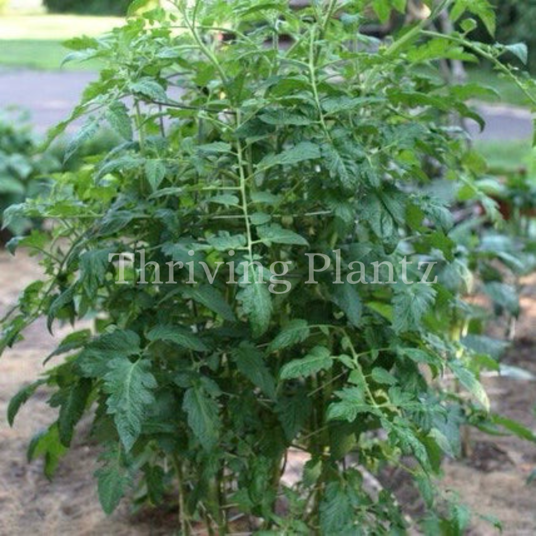 Better Bush Tomato (F1)