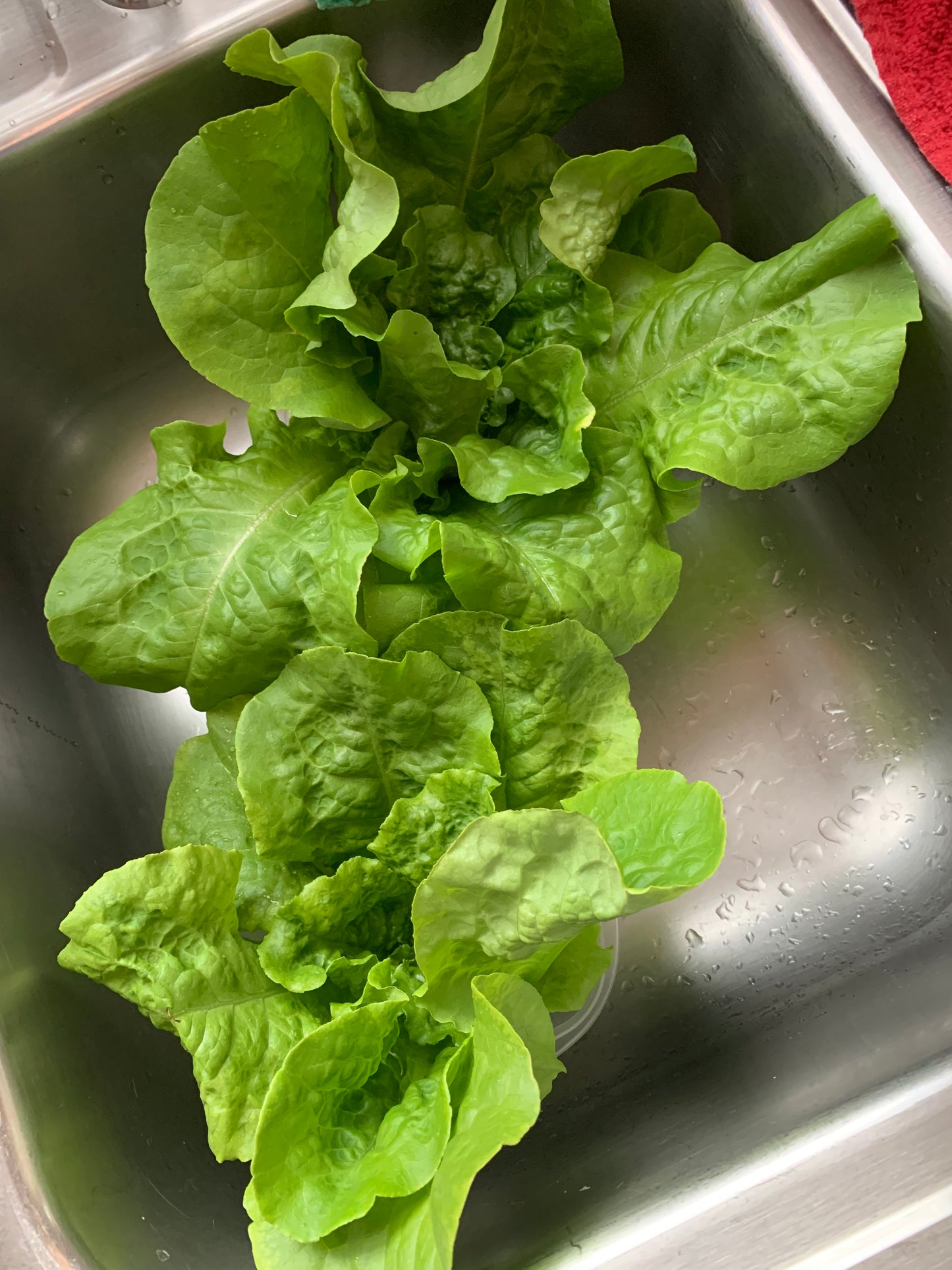 Summer Bibb Lettuce