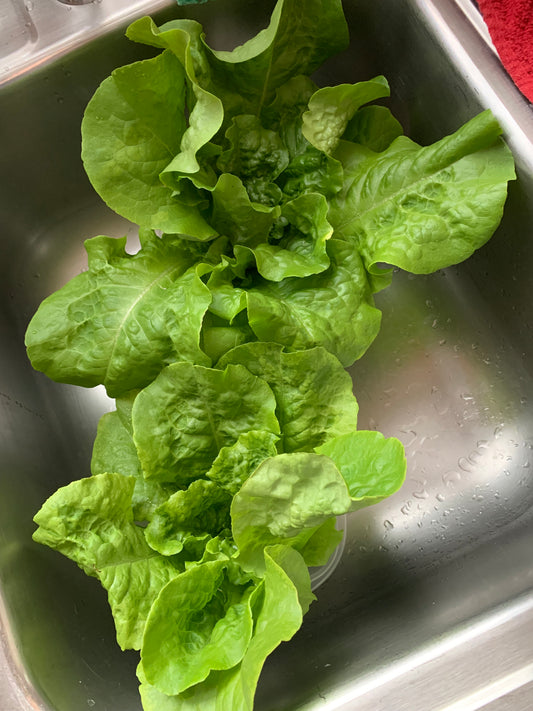 Summer Bibb Lettuce