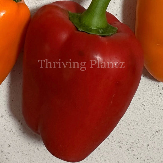 California Wonder Sweet Pepper Organic