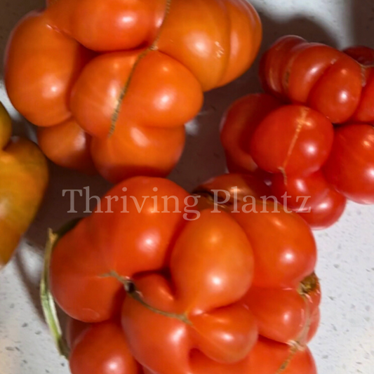 Voyage Tomato (Brain/Peruvian Travelers) Organic