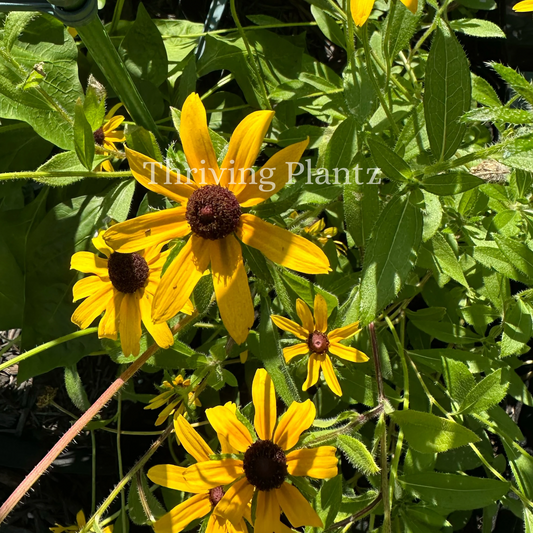 Black-Eyed Susan Rudbeckia Organic