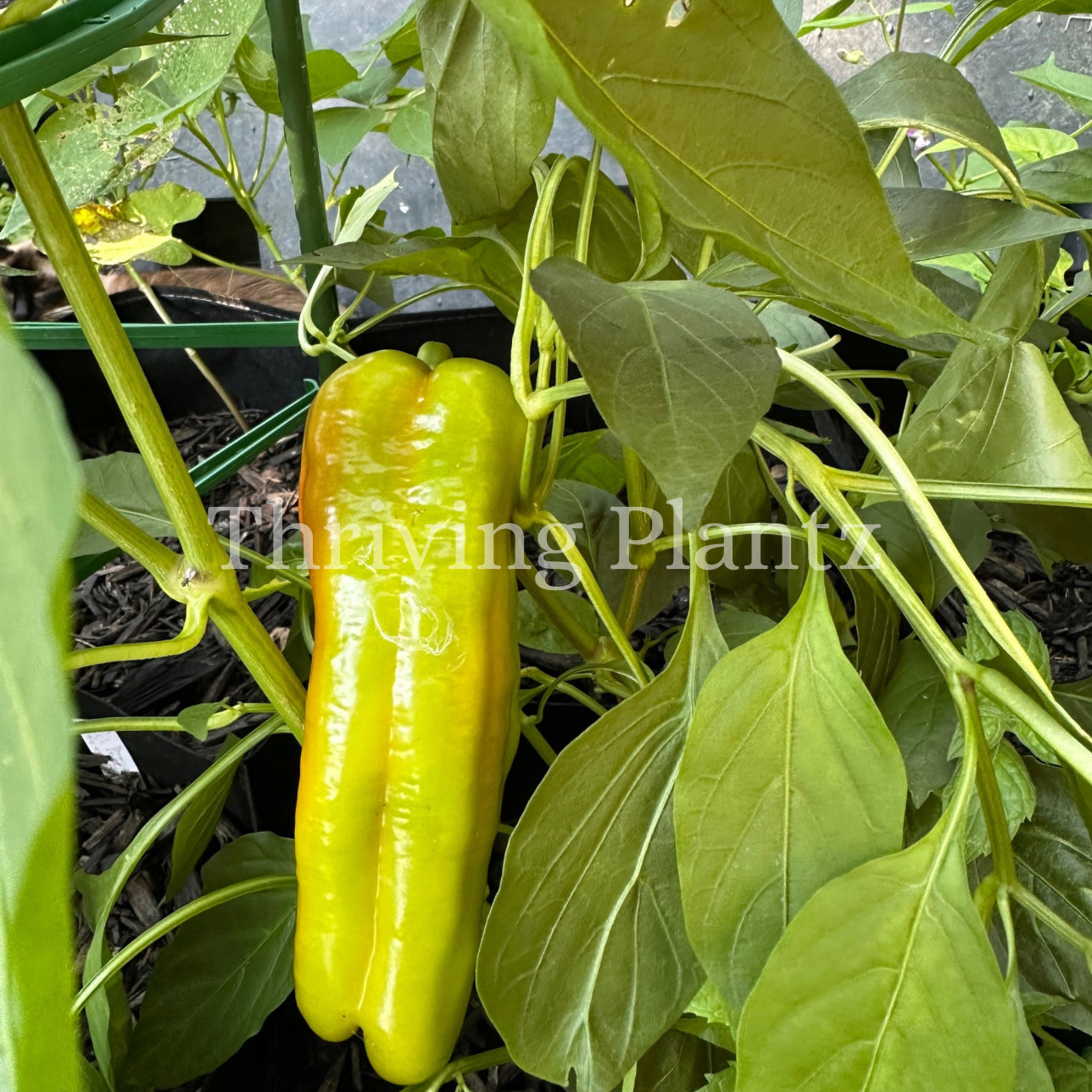 Cubanelle Pepper Organic