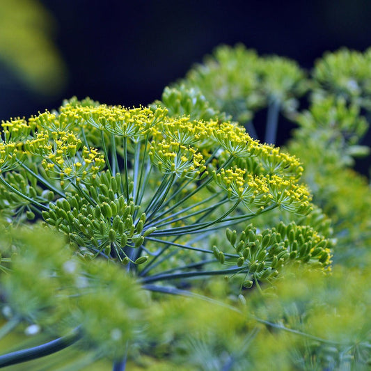 Bouquet Dill