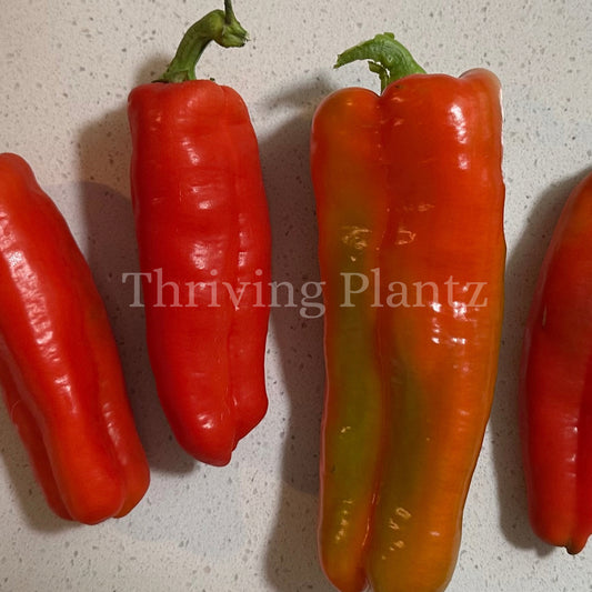 Cubanelle Pepper Organic