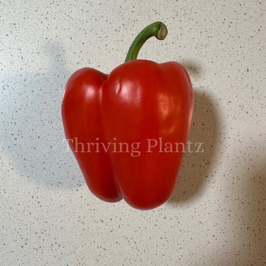 California Wonder TMR 300 Sweet Pepper Organic