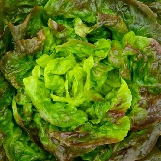 Brune d’Hiver Romain Lettuce Organic