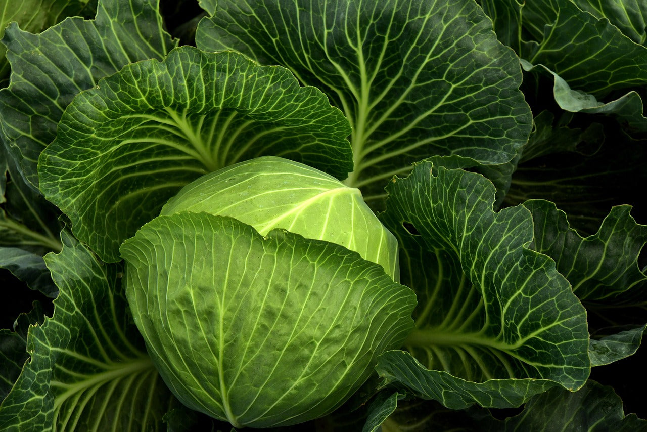 Golden Acre Cabbage