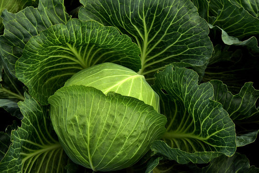 Golden Acre Cabbage