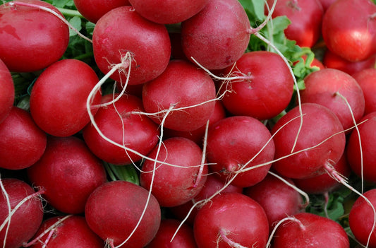 Cherry Belle Radish