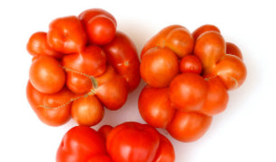 Voyage Tomato (Brain/Peruvian Travelers)