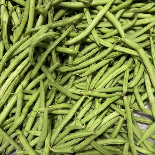 Kentucky Wonder Bush Bean
