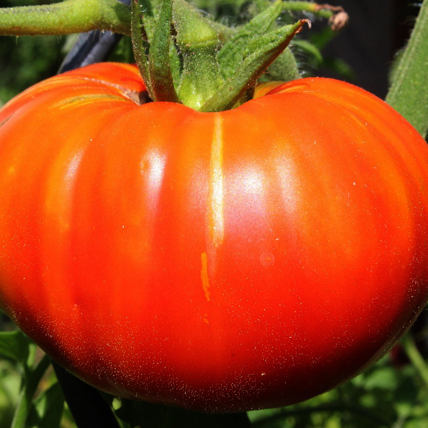 Beefsteak Tomato Organic