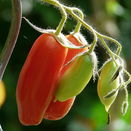 San Marzano 2 Organic