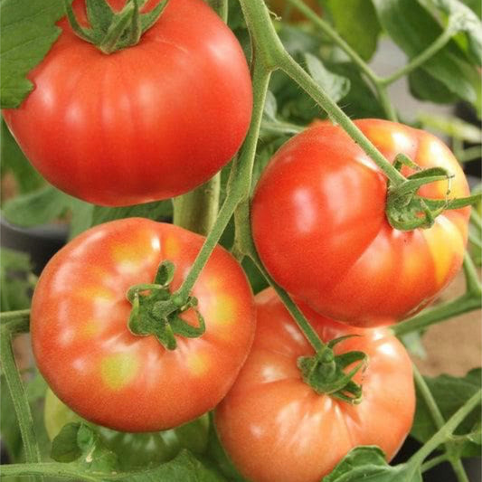 Rutgers Tomato Organic