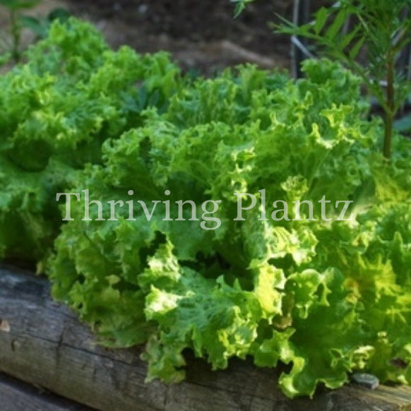 Black Seeded Simpson Lettuce