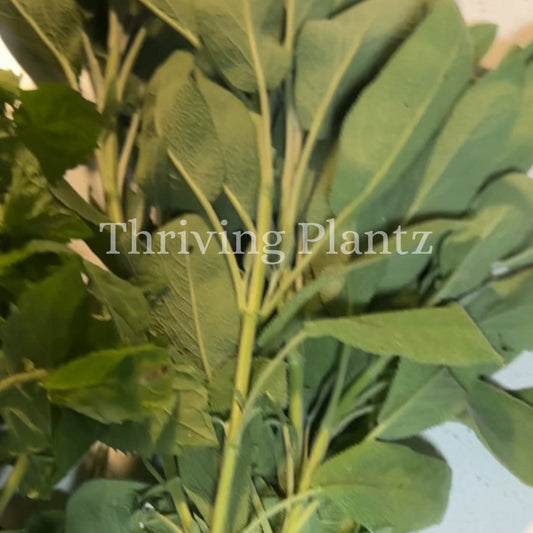 Broadleaf Sage Organic