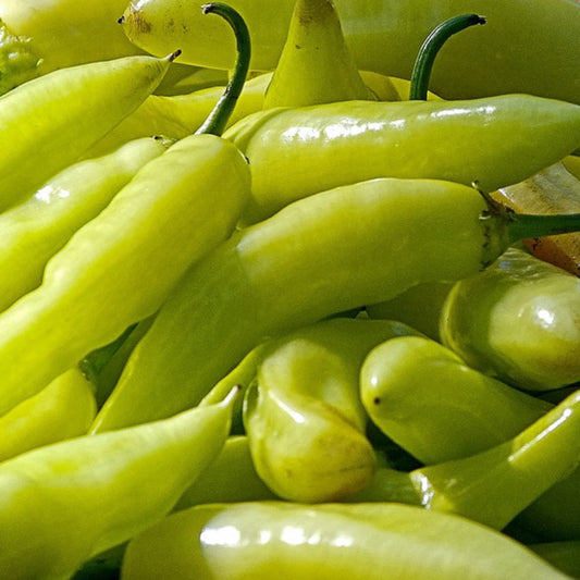 Hungarian Yellow Wax Pepper Organic