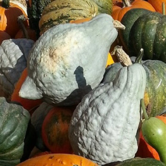 Blue Hubbard Squash