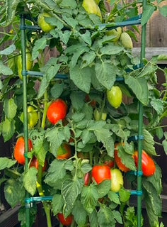Roma VF Tomato