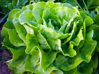 Buttercrunch Lettuce