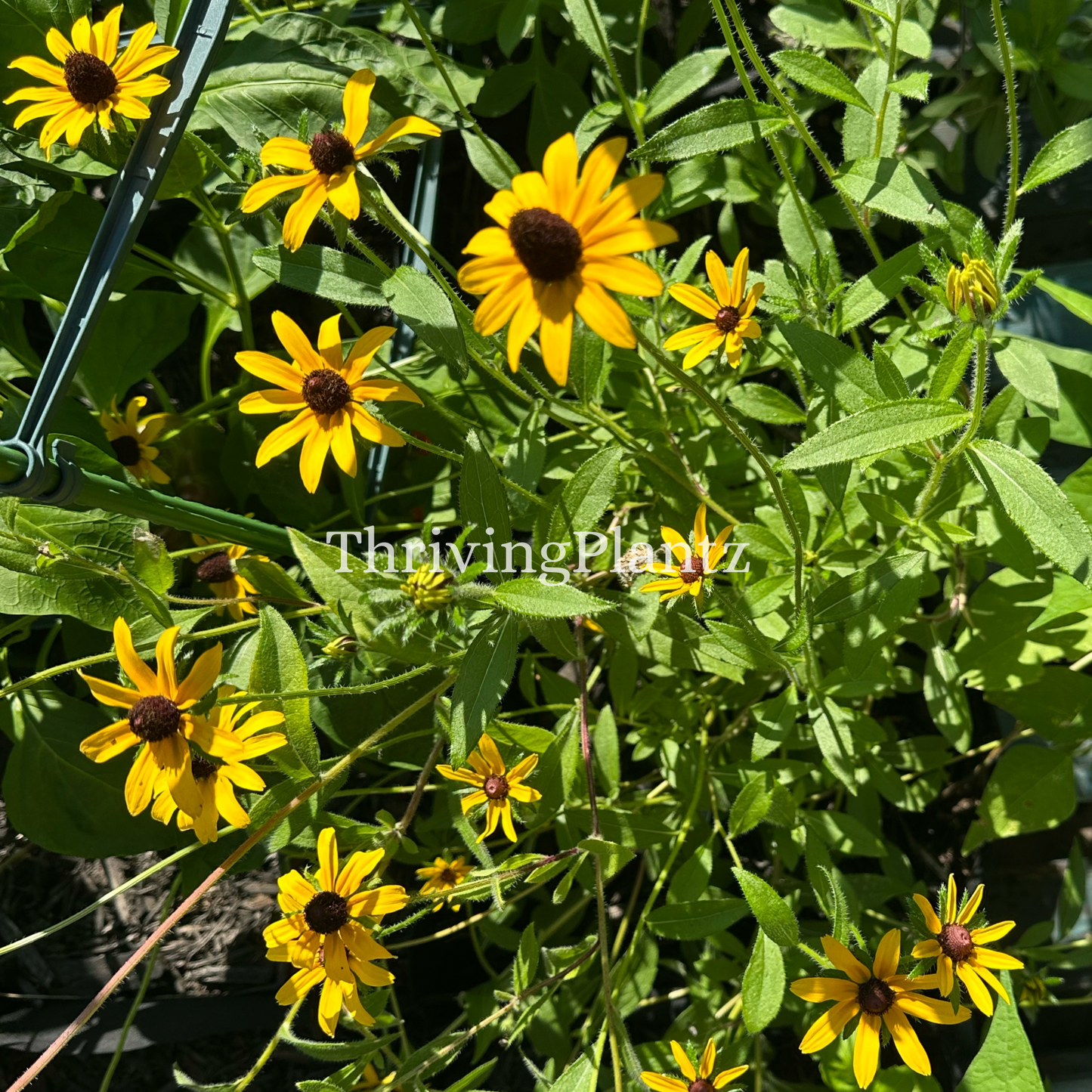Black-Eyed Susan Rudbeckia Organic