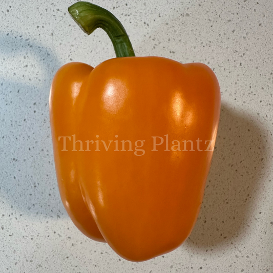 Orange Sweet Pepper Organic