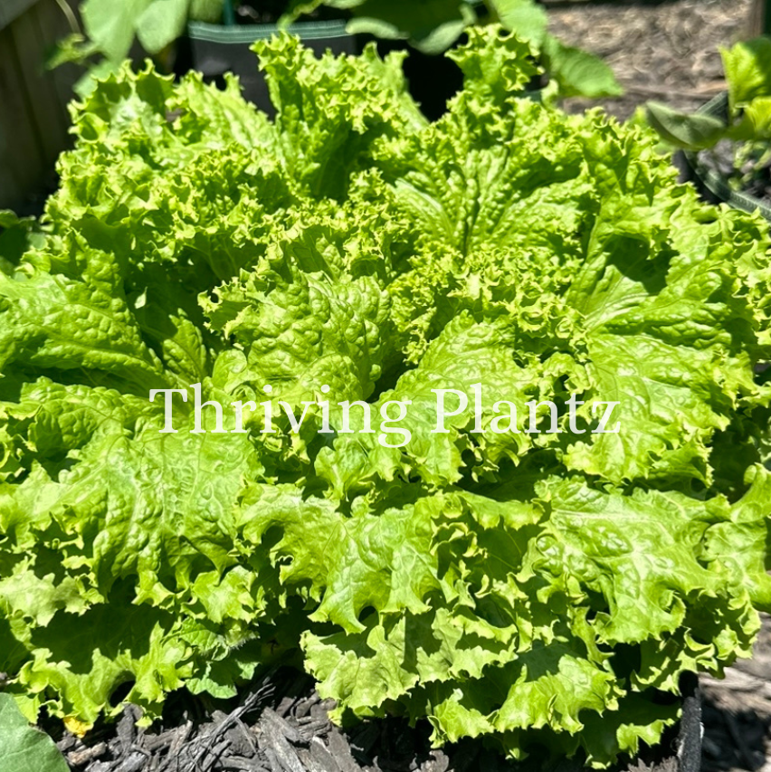 Black Seeded Simpson Lettuce