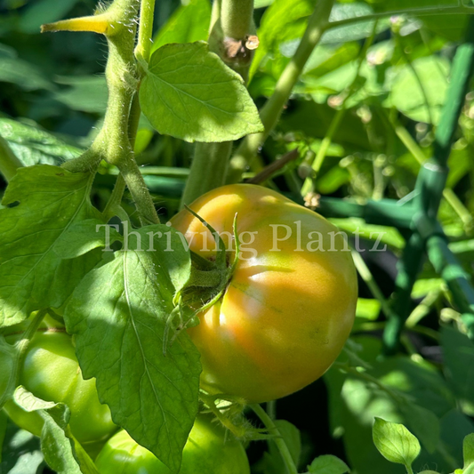 Golden Jubilee Tomato Organic