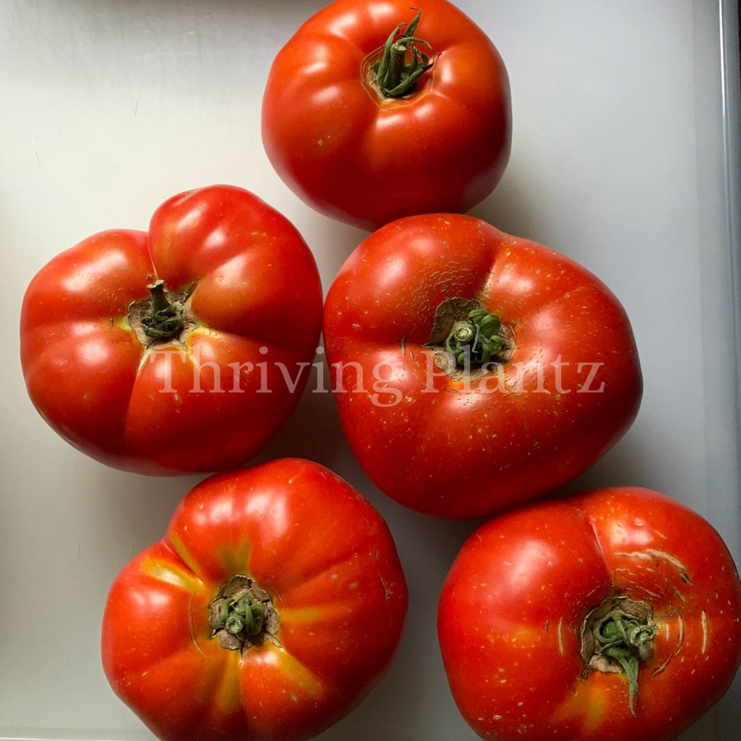 Beefsteak Tomato Organic
