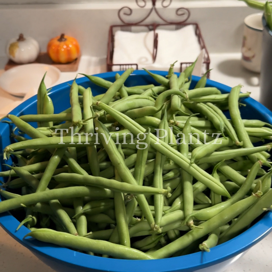 Provider Bush Beans