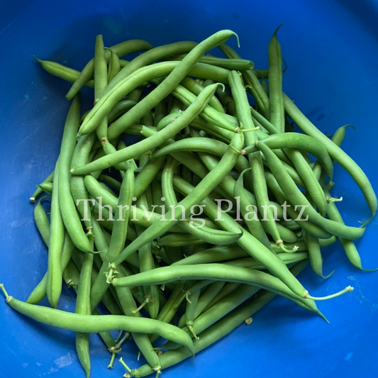 Blue Lake Bush 274 Bean