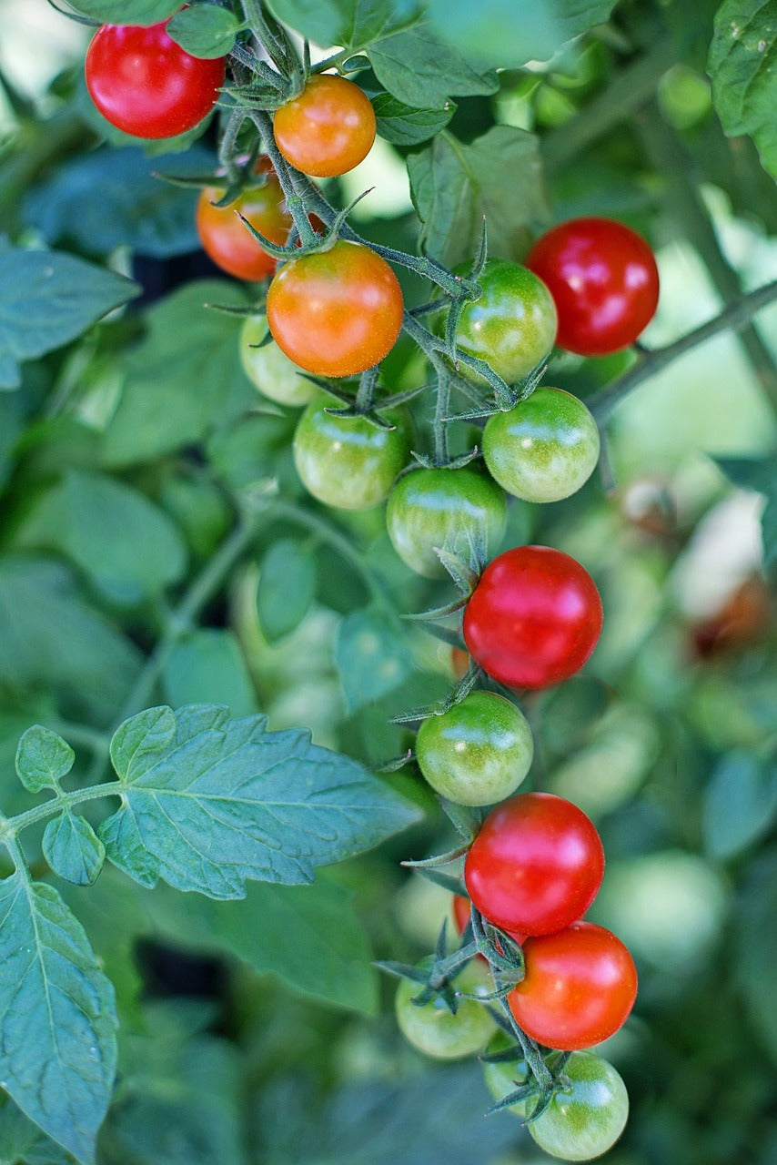 42 Day Tomato