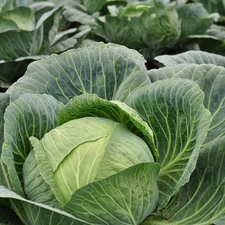 All Seasons Cabbage Organic
