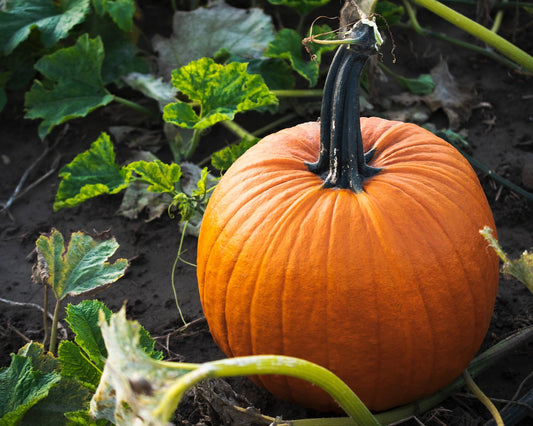 Sugar Pie Pumpkins