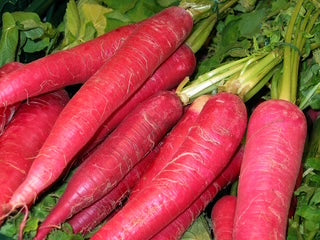China Winter Rose Radish
